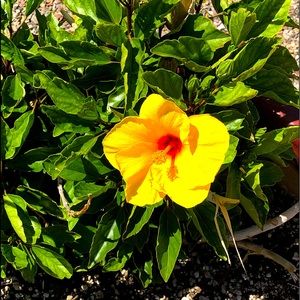 Meet your Posher, Wendy